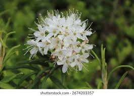 Attēlu rezultāti vaicājumam “Ledum palustre flower”