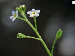 Attēlu rezultāti vaicājumam “Myosotis laxa subsp. baltica leaf”