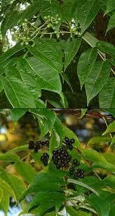 Attēlu rezultāti vaicājumam “Phellodendron amurense fruit”