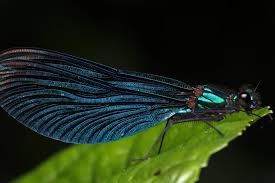 Attēlu rezultāti vaicājumam “Calopteryx virgo”