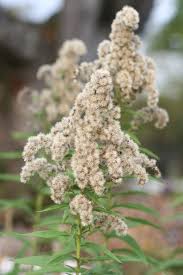 Attēlu rezultāti vaicājumam “Solidago canadensis flower”