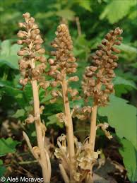 Attēlu rezultāti vaicājumam “Neottia nidus-avis flower”