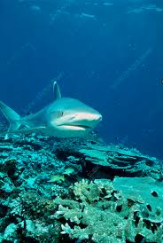 Image result for Carcharhinus albimarginatus
