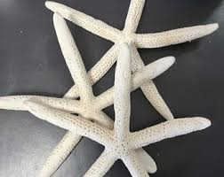 Image result for Vazella pourtalesii