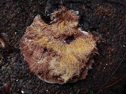 Attēlu rezultāti vaicājumam “Sporophagomyces chrysostomus”