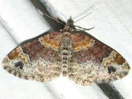 Attēlu rezultāti vaicājumam “Xanthorhoe ferrugata”