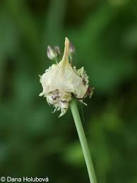 Attēlu rezultāti vaicājumam “Allium scorodoprasum fruit”