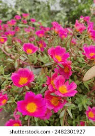 Attēlu rezultāti vaicājumam “Hadula trifolii”