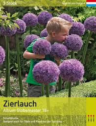 Image result for Zierlauch