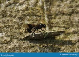 Attēlu rezultāti vaicājumam “Taleporia tubulosa”