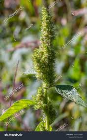 Attēlu rezultāti vaicājumam “Amaranthus retroflexus”
