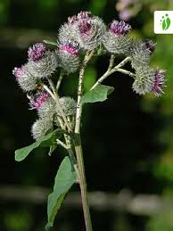 Attēlu rezultāti vaicājumam “Arctium tomentosum”