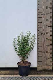 Attēlu rezultāti vaicājumam “Philadelphus lemoinei”