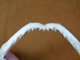 Image result for Rhizoprionodon terraenovae