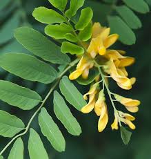 Attēlu rezultāti vaicājumam “Gleditsia triacanthos flower”