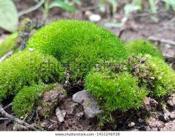 Attēlu rezultāti vaicājumam “Grimmia pulvinata sporophyte”