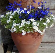 Image result for Nierembergia