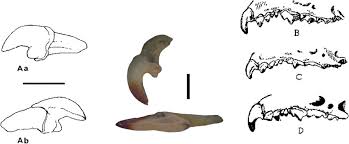 Attēlu rezultāti vaicājumam “Sorex sp.”