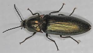 Attēlu rezultāti vaicājumam “Ctenicera pectinicornis female”