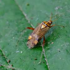 Attēlu rezultāti vaicājumam “Rhabdomiris striatellus imago”