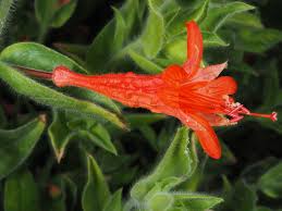 Attēlu rezultāti vaicājumam “Onagraceae”