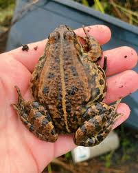 Attēlu rezultāti vaicājumam “Pelophylax juvenile”