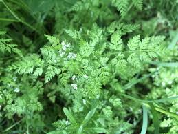 Attēlu rezultāti vaicājumam “Anthriscus”