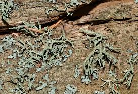 Attēlu rezultāti vaicājumam “Evernia mesomorpha”