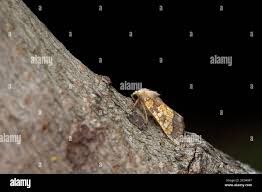 Attēlu rezultāti vaicājumam “Gortyna flavago”