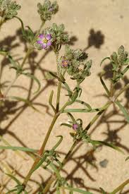Attēlu rezultāti vaicājumam “Spergularia rubra leaf”