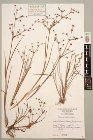 Attēlu rezultāti vaicājumam “Juncus articulatus”