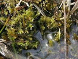 Attēlu rezultāti vaicājumam “Meesia triquetra”