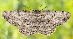 Attēlu rezultāti vaicājumam “Hypomecis roboraria”