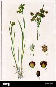 Attēlu rezultāti vaicājumam “Luzula multiflora”