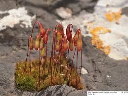 Attēlu rezultāti vaicājumam “Bryum neodamense”