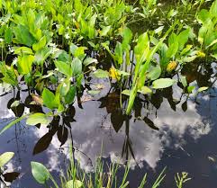 Attēlu rezultāti vaicājumam “Alisma plantago-aquatica fruit”