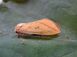 Attēlu rezultāti vaicājumam “Hepialus humuli female”