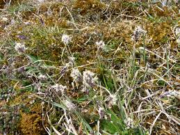Attēlu rezultāti vaicājumam “Sesleria caerulea bud”