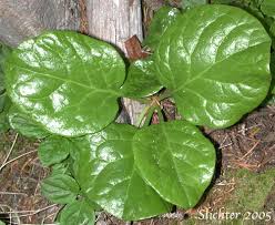 Attēlu rezultāti vaicājumam “Pyrola rotundifolia leaf”