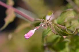 Attēlu rezultāti vaicājumam “Lathyrus latifolius bud”