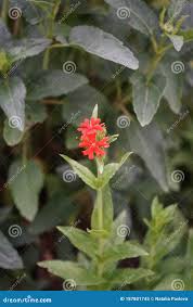 Image result for Lychnis chalcedonica `Dusky Salmon`