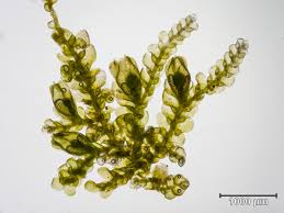 Attēlu rezultāti vaicājumam “Lejeunea cavifolia”