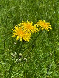 Attēlu rezultāti vaicājumam “Crepis biennis”