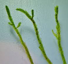 Attēlu rezultāti vaicājumam “Straminergon stramineum”