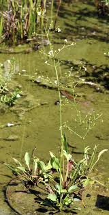 Attēlu rezultāti vaicājumam “Alisma lanceolatum”