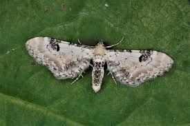 Attēlu rezultāti vaicājumam “Eupithecia centaureata”