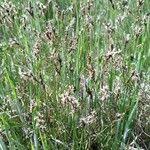 Attēlu rezultāti vaicājumam “Carex praecox”