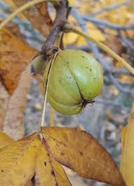 Attēlu rezultāti vaicājumam “Carya ovata leaf”