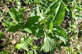 Attēlu rezultāti vaicājumam “Scrophularia umbrosa”