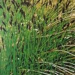 Attēlu rezultāti vaicājumam “Schoenus ferrugineus flower”